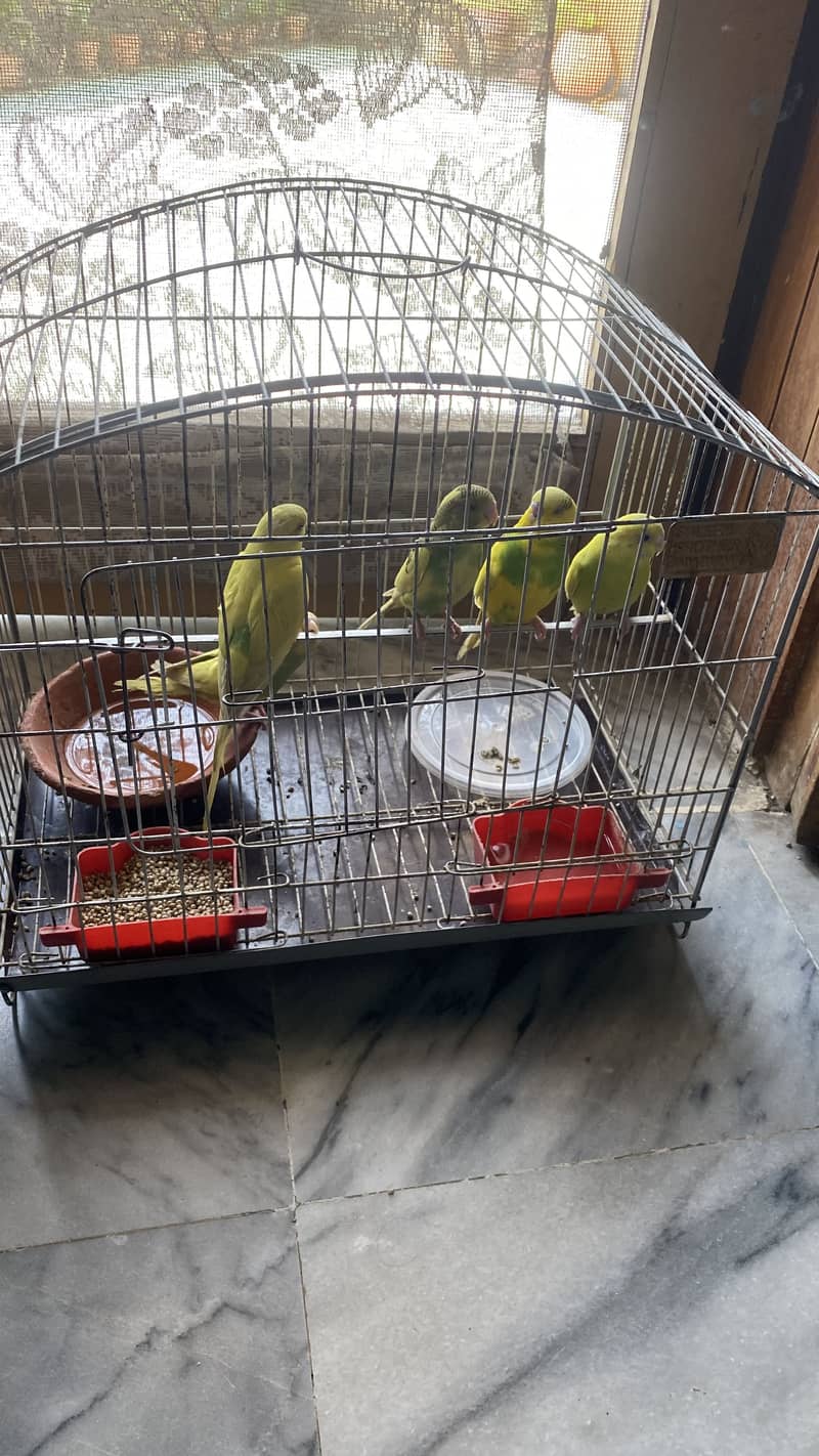Budgies 3