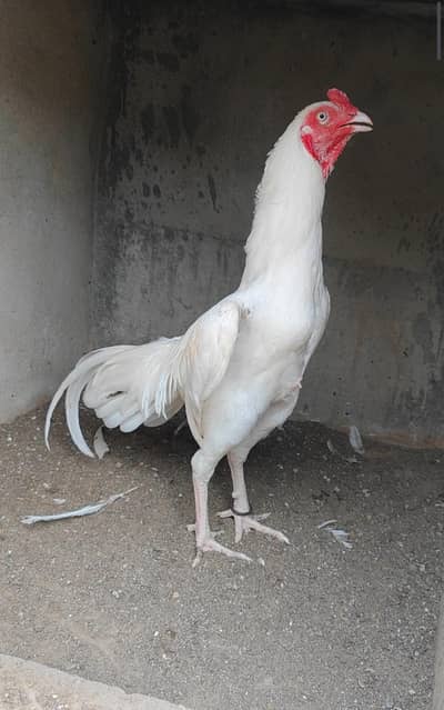 aseel heera murga my home breed white nok nali me