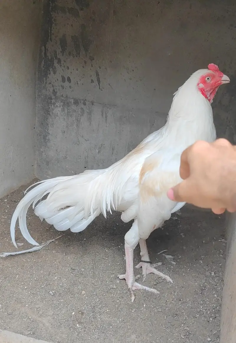 aseel heera murga my home breed white nok nali me — photo 2