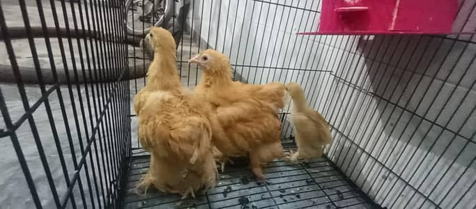 Three golden buff different age