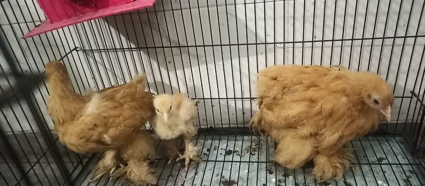 Three golden buff different age — photo 10