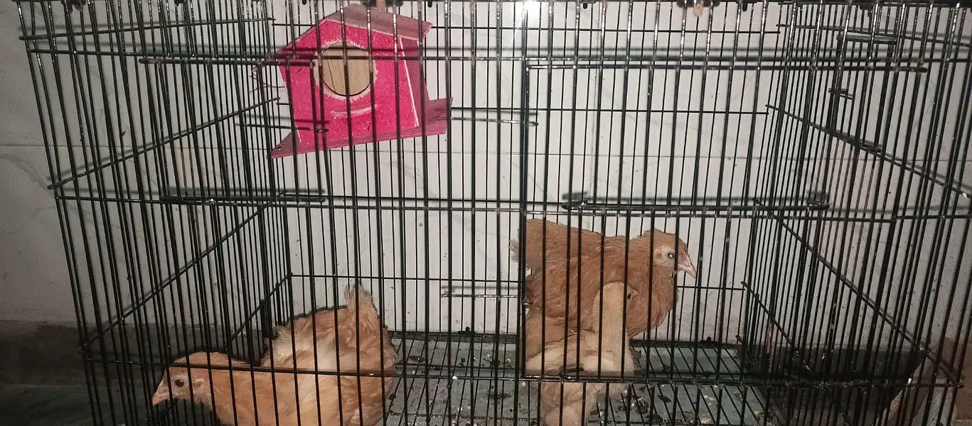 Three golden buff different age — photo 11