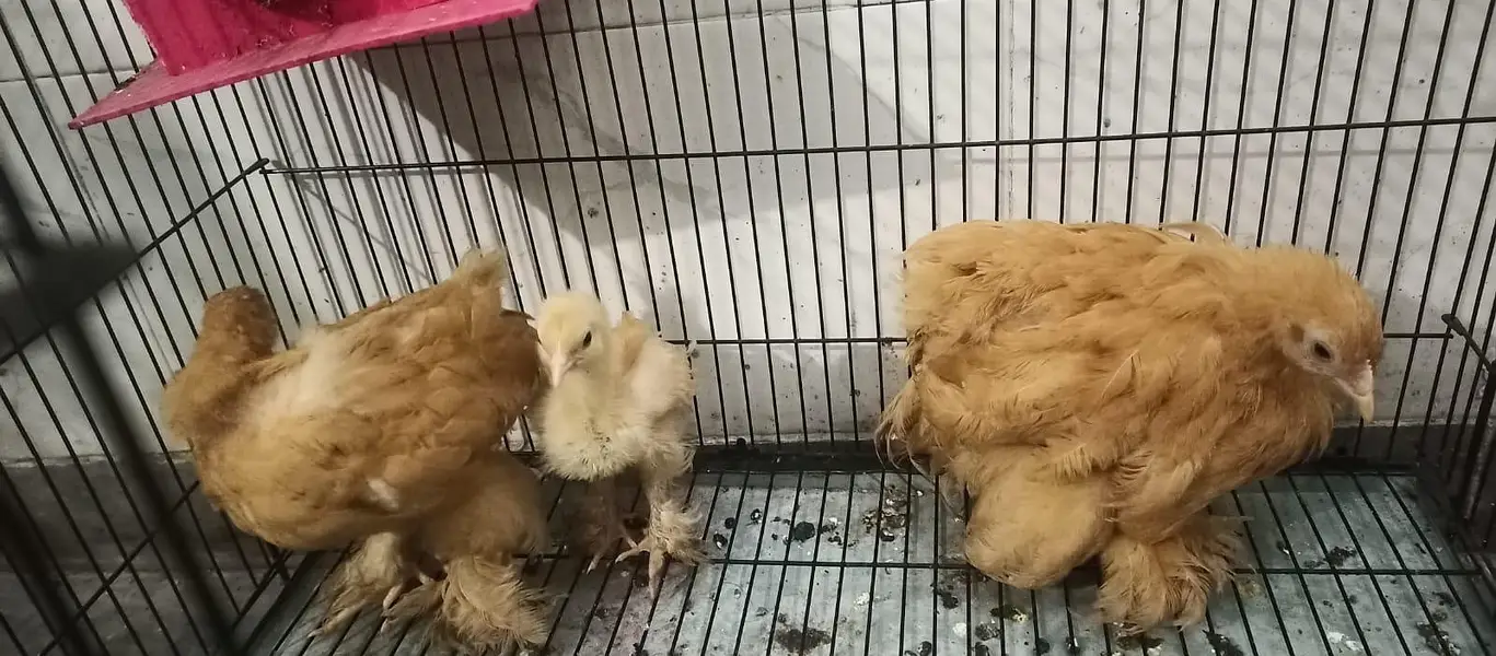 Three golden buff different age — photo 12