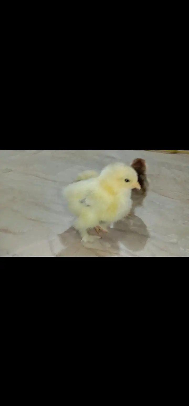 best quality chicks light Columbian Brahma Male or salmon female — photo 7
