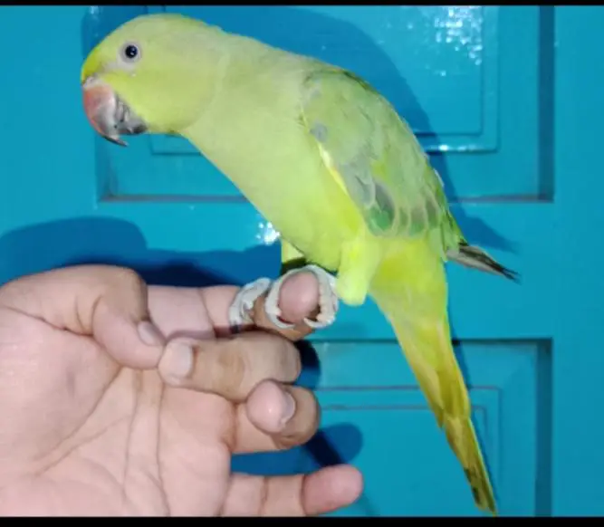 Hand tame bird 03244201064 whatsapp — photo 2