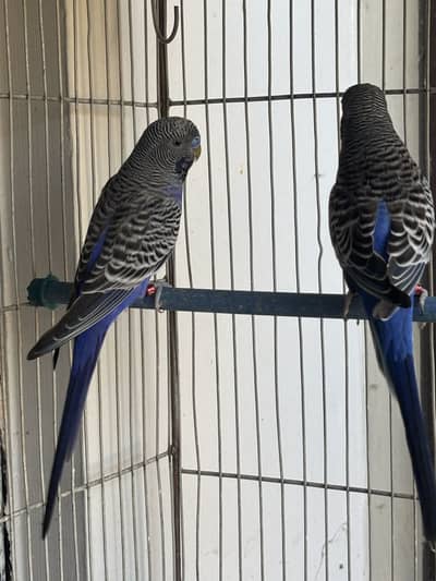 Bf/bw (df violet male available)