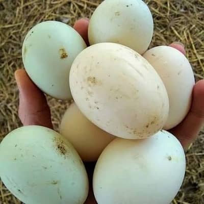 duck egg fartile for sale