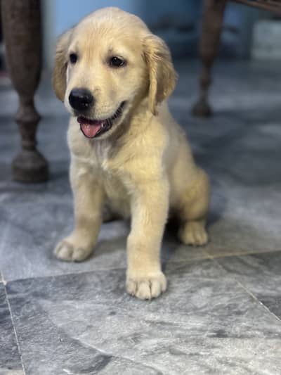 Pedigreed Golden Retriever Puppy Female