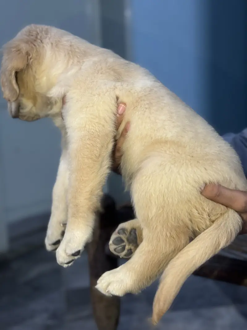 Pedigreed Golden Retriever Puppy Female — photo 2