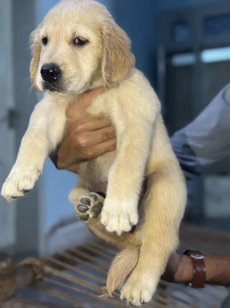 Pedigreed Golden Retriever Puppy Female — photo 3