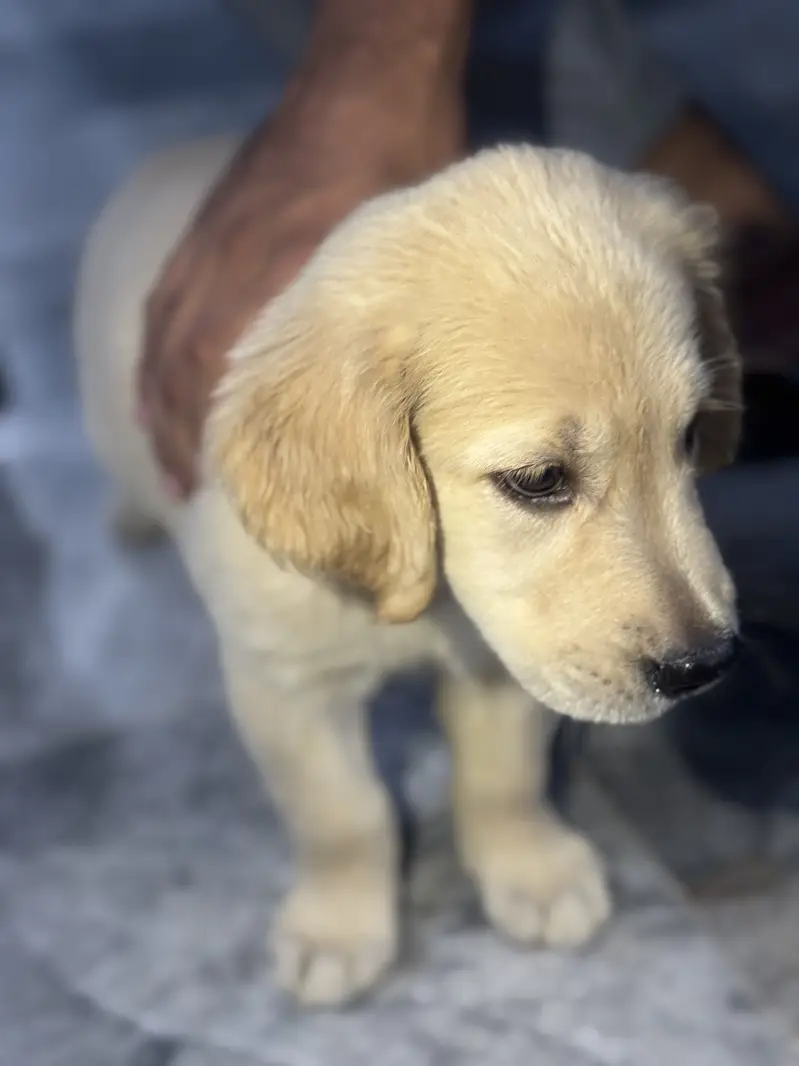 Pedigreed Golden Retriever Puppy Female — photo 4