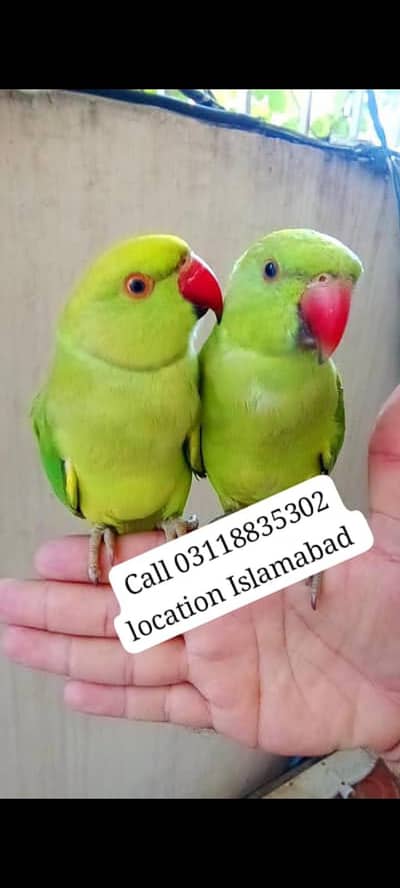 03118835302 (Katha) Full Hand Tame Friendly Green Ringneck Pathy