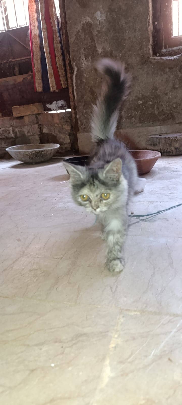 Persian 0