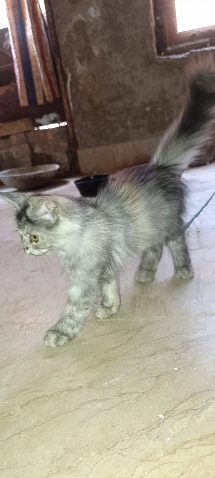 Persian 1
