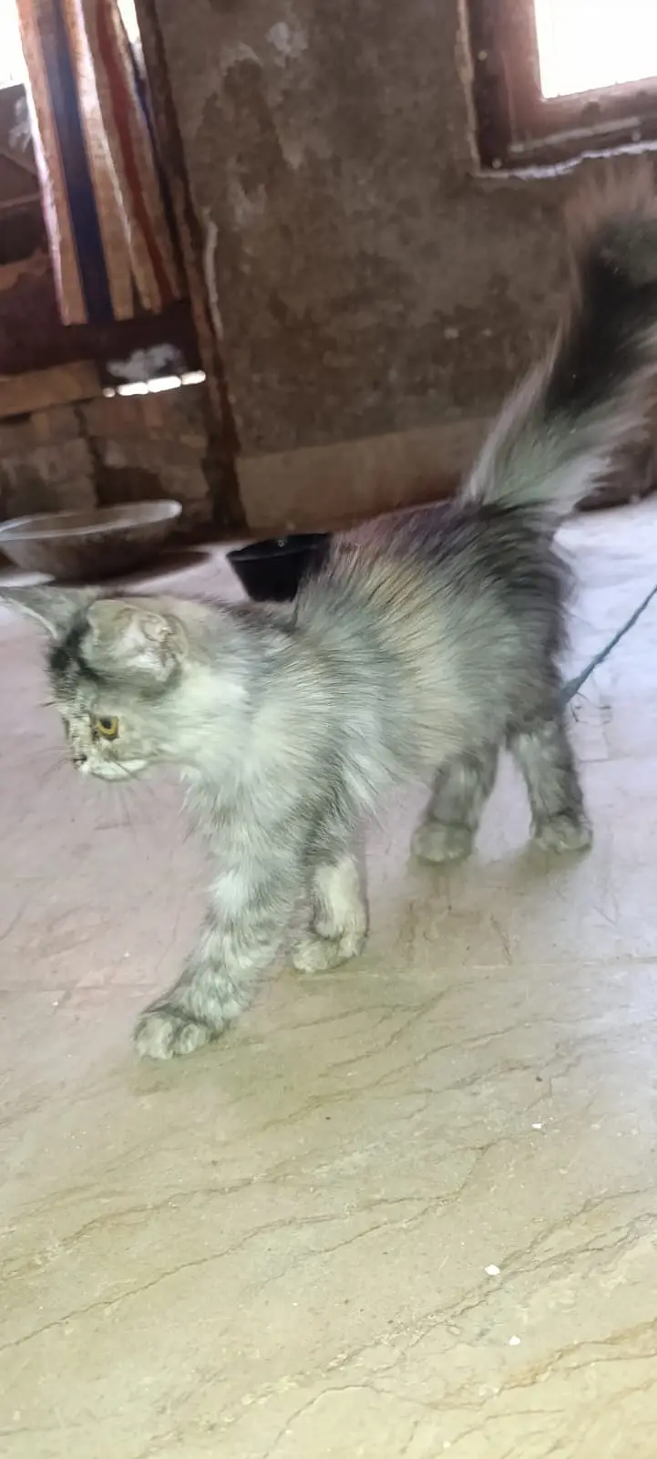 Persian — photo 2