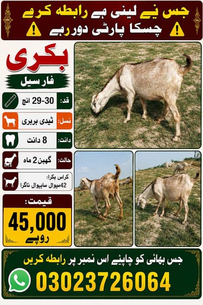 gabban barbari 2-3 bacho wali bakri