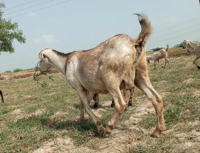gabban barbari 2-3 bacho wali bakri — photo 2