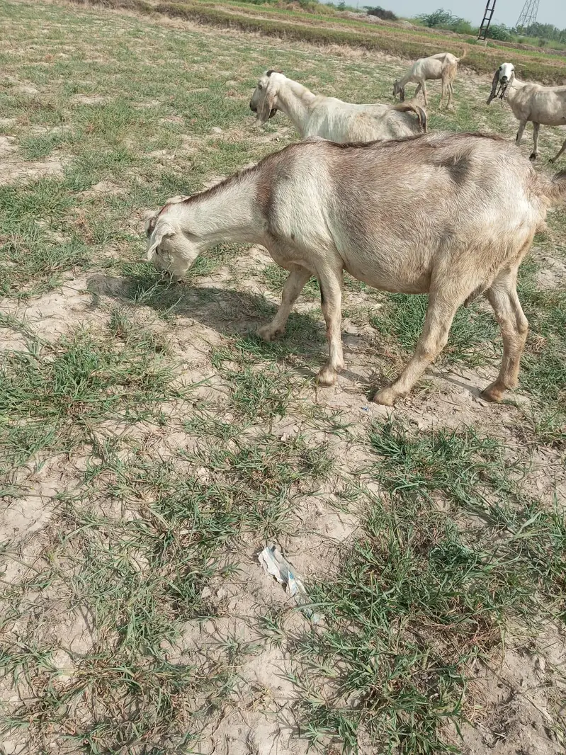 gabban barbari 2-3 bacho wali bakri — photo 3
