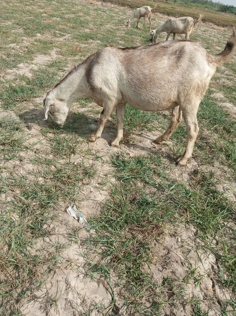 gabban barbari 2-3 bacho wali bakri — photo 4