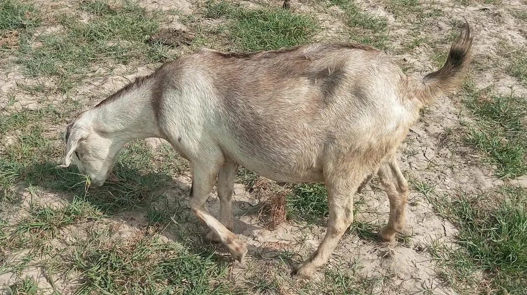 gabban barbari 2-3 bacho wali bakri — photo 5