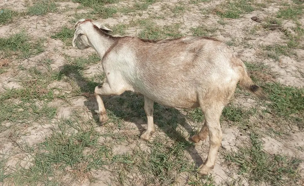gabban barbari 2-3 bacho wali bakri — photo 6