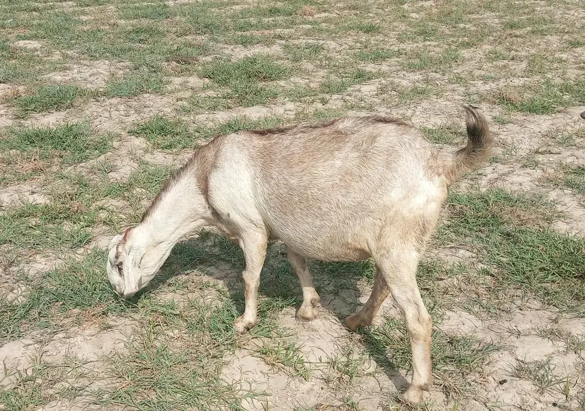 gabban barbari 2-3 bacho wali bakri — photo 7