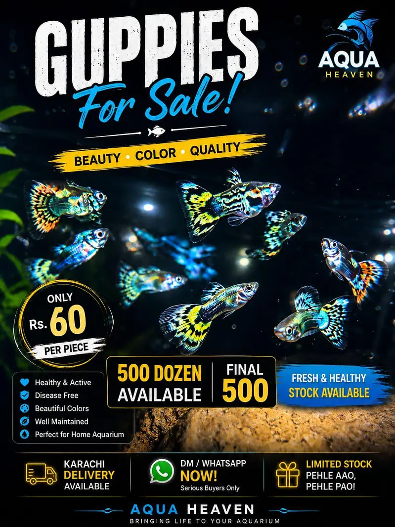 guppy fish for sale