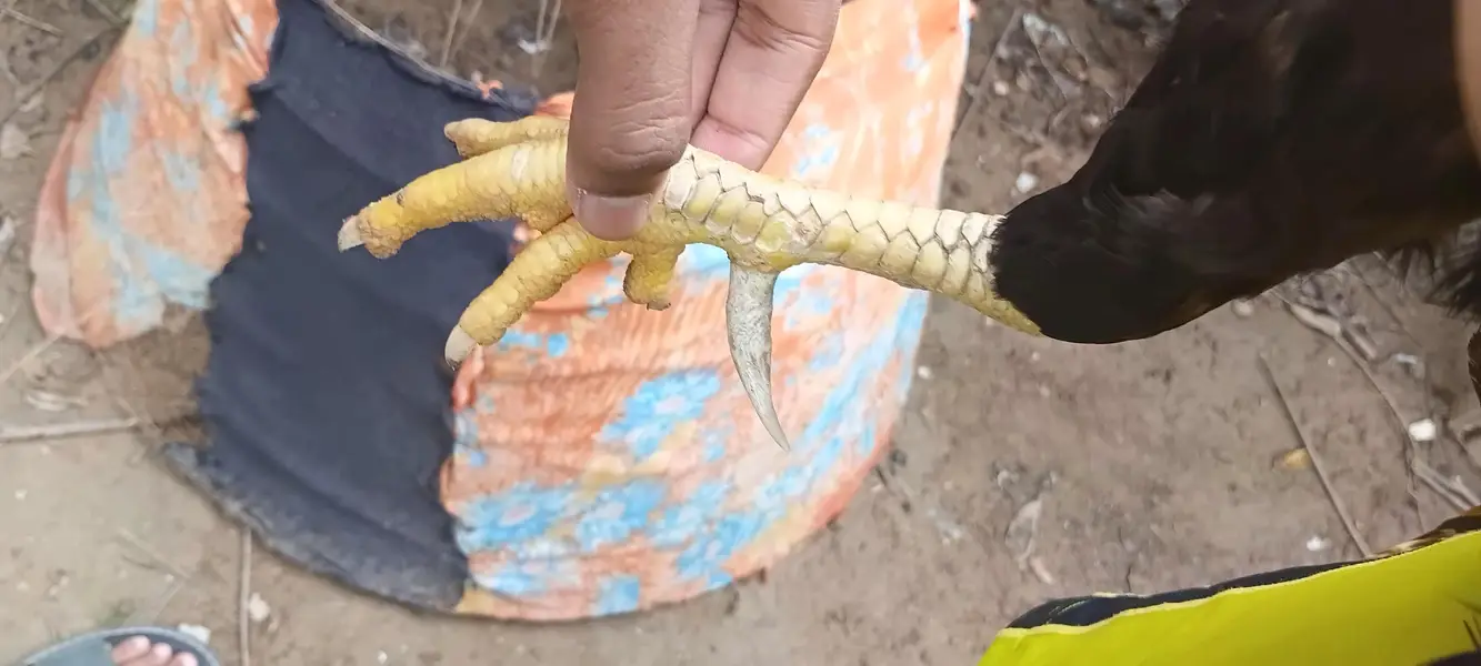 mianwali nasal With long tail but in kureez — photo 4