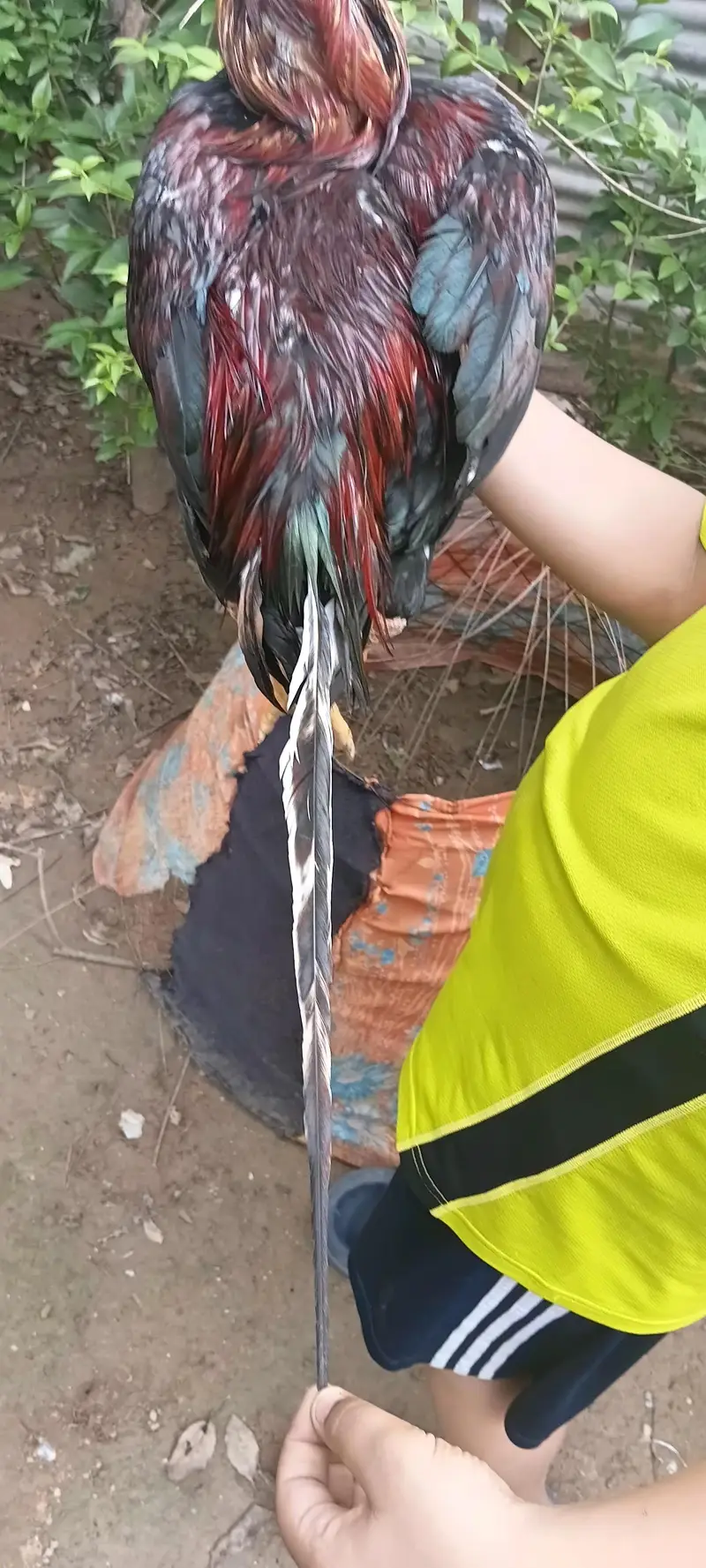 mianwali nasal With long tail but in kureez — photo 6
