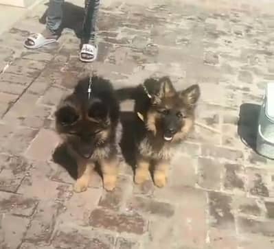 German Shepherd long coat puppies for sale my WhatsApp 03484362527