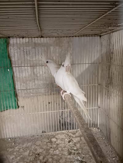 2 Ino breeder pair