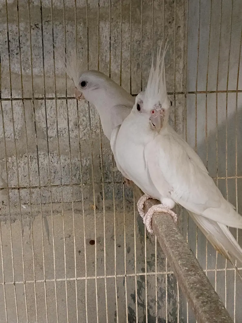 2 Ino breeder pair — photo 2