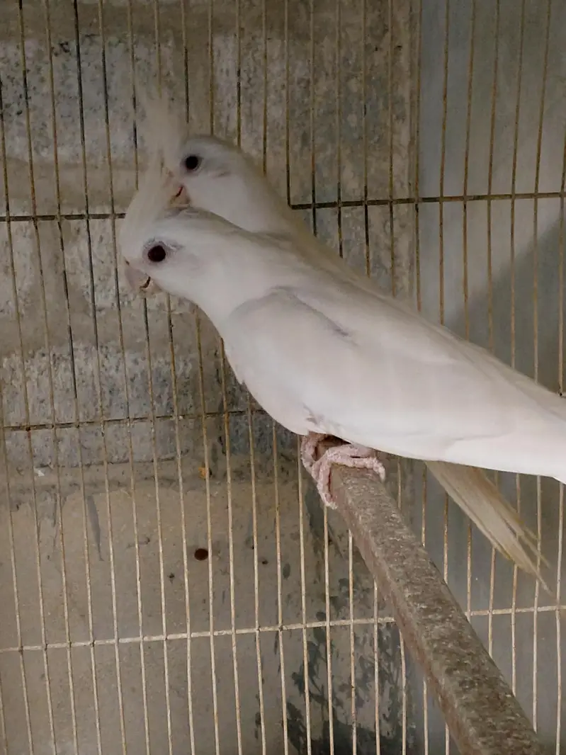 2 Ino breeder pair — photo 3