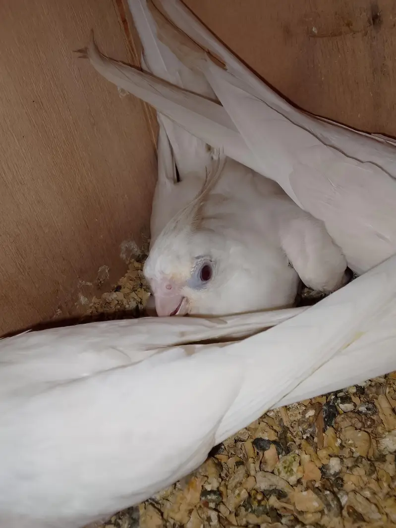 2 Ino breeder pair — photo 4