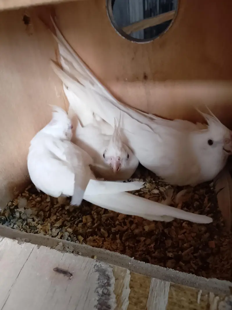 2 Ino breeder pair — photo 5