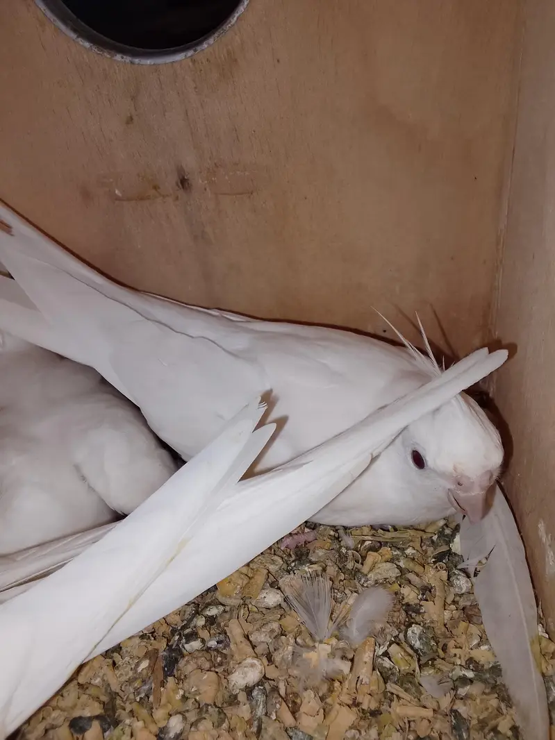 2 Ino breeder pair — photo 6