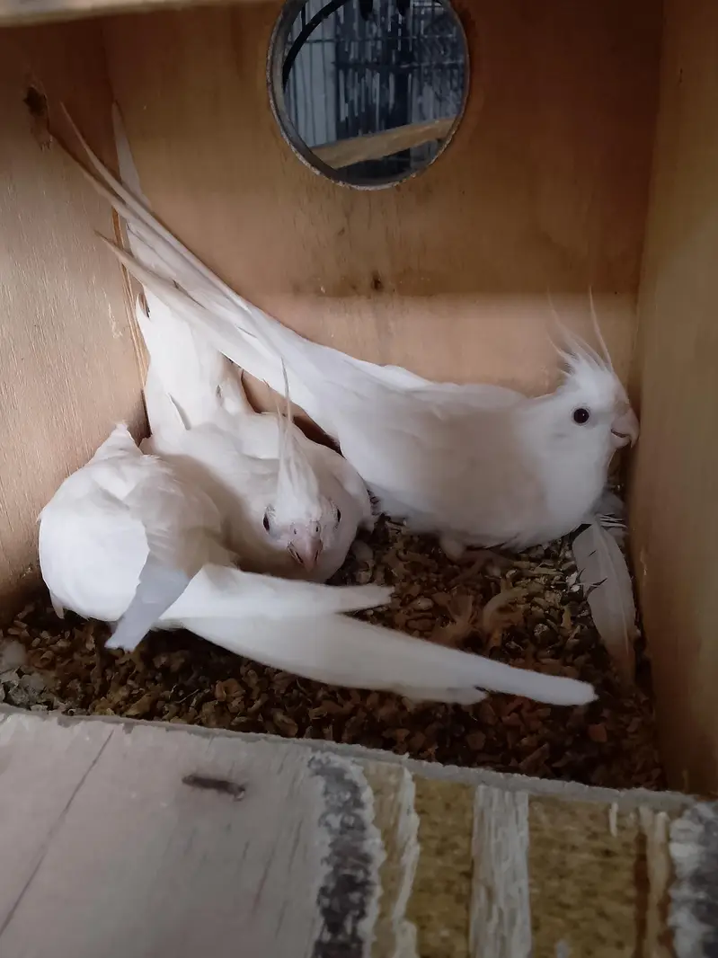 2 Ino breeder pair — photo 7