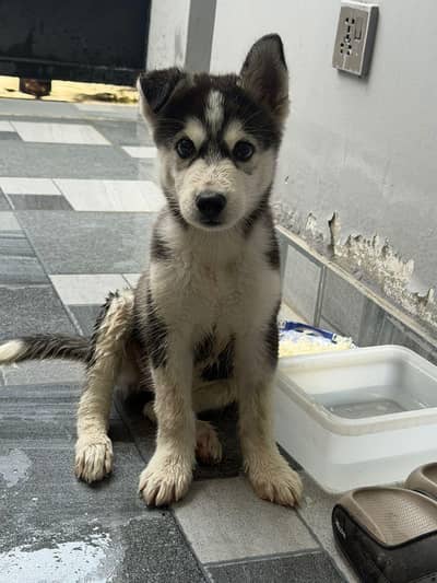 2 Months Male Siberian Husky Puppy – Healthy & Active