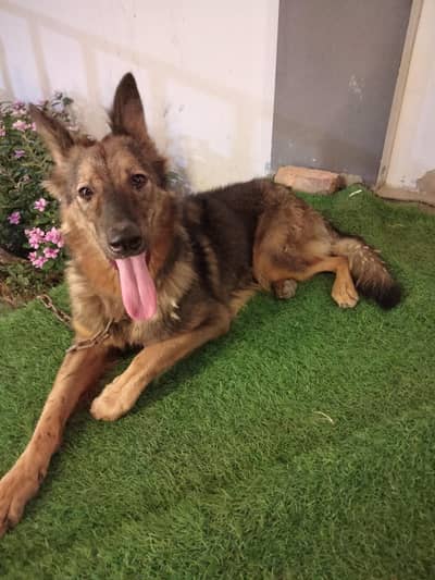 Alsatian