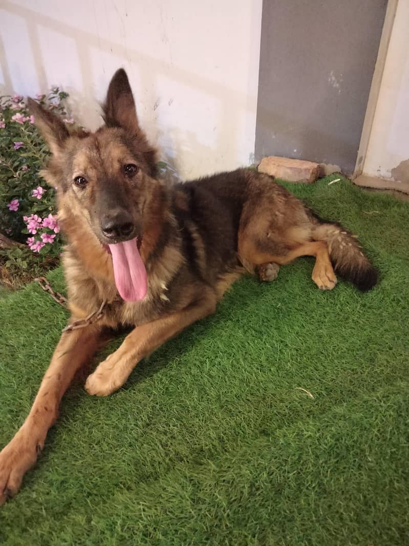 Alsatian 0