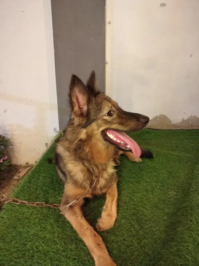 Alsatian — photo 2