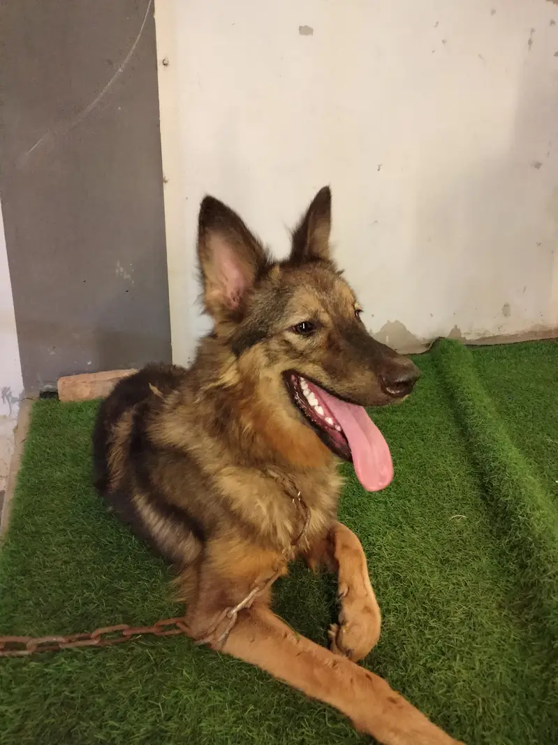 Alsatian — photo 3