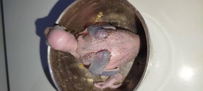 green ringneck chick