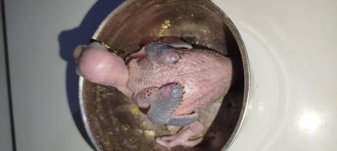 green ringneck chick 0