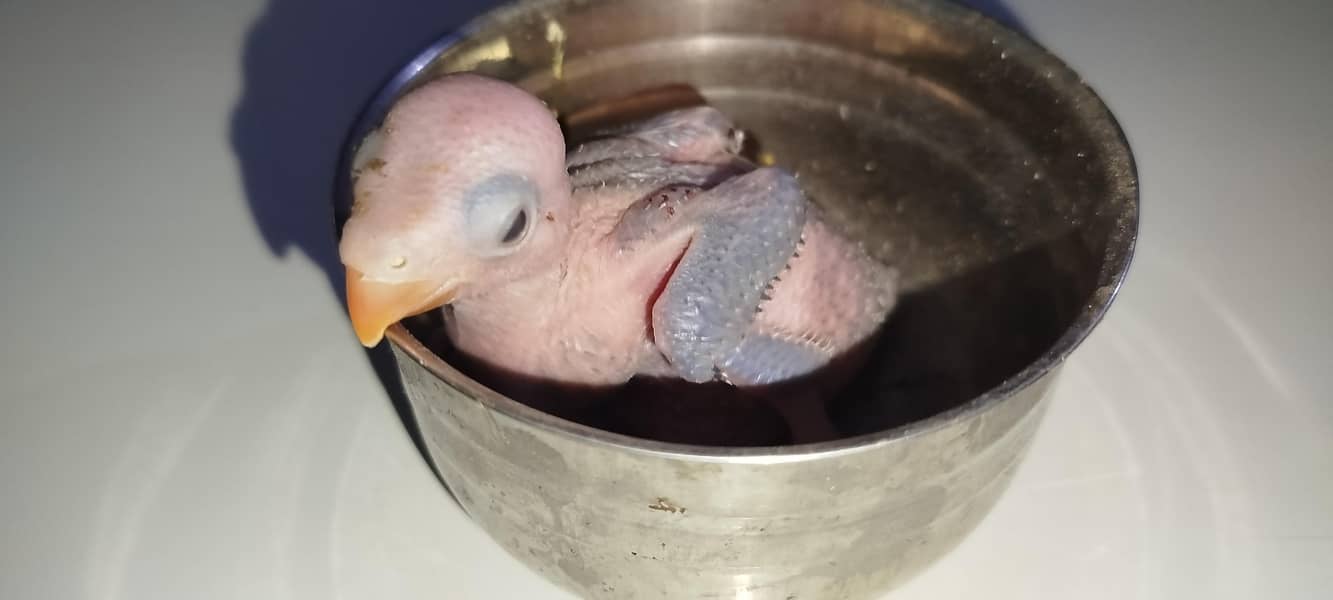 green ringneck chick 1