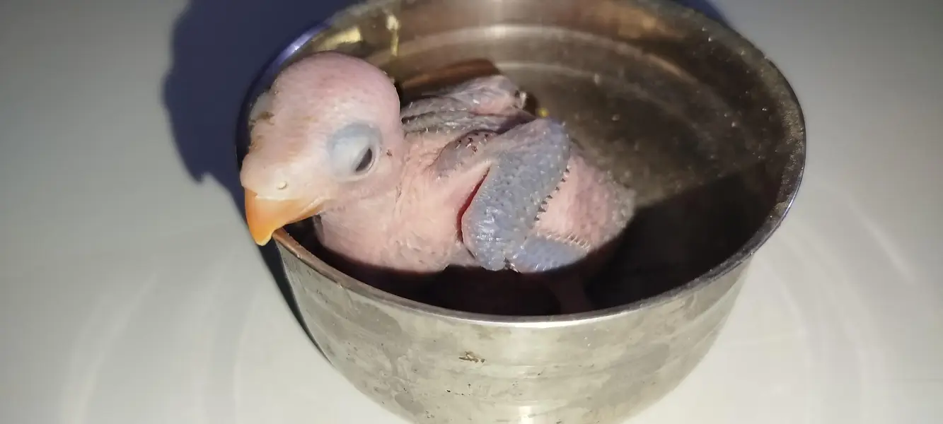 green ringneck chick — photo 2