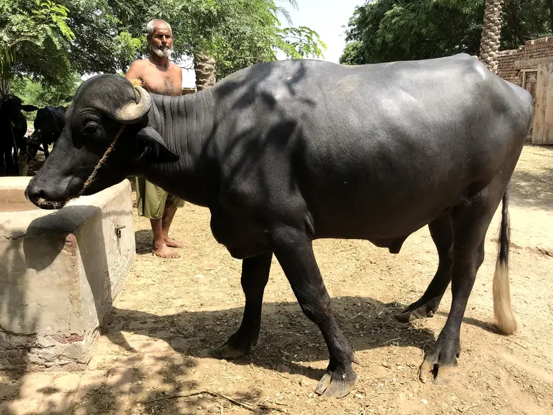 male beffalo — photo 3