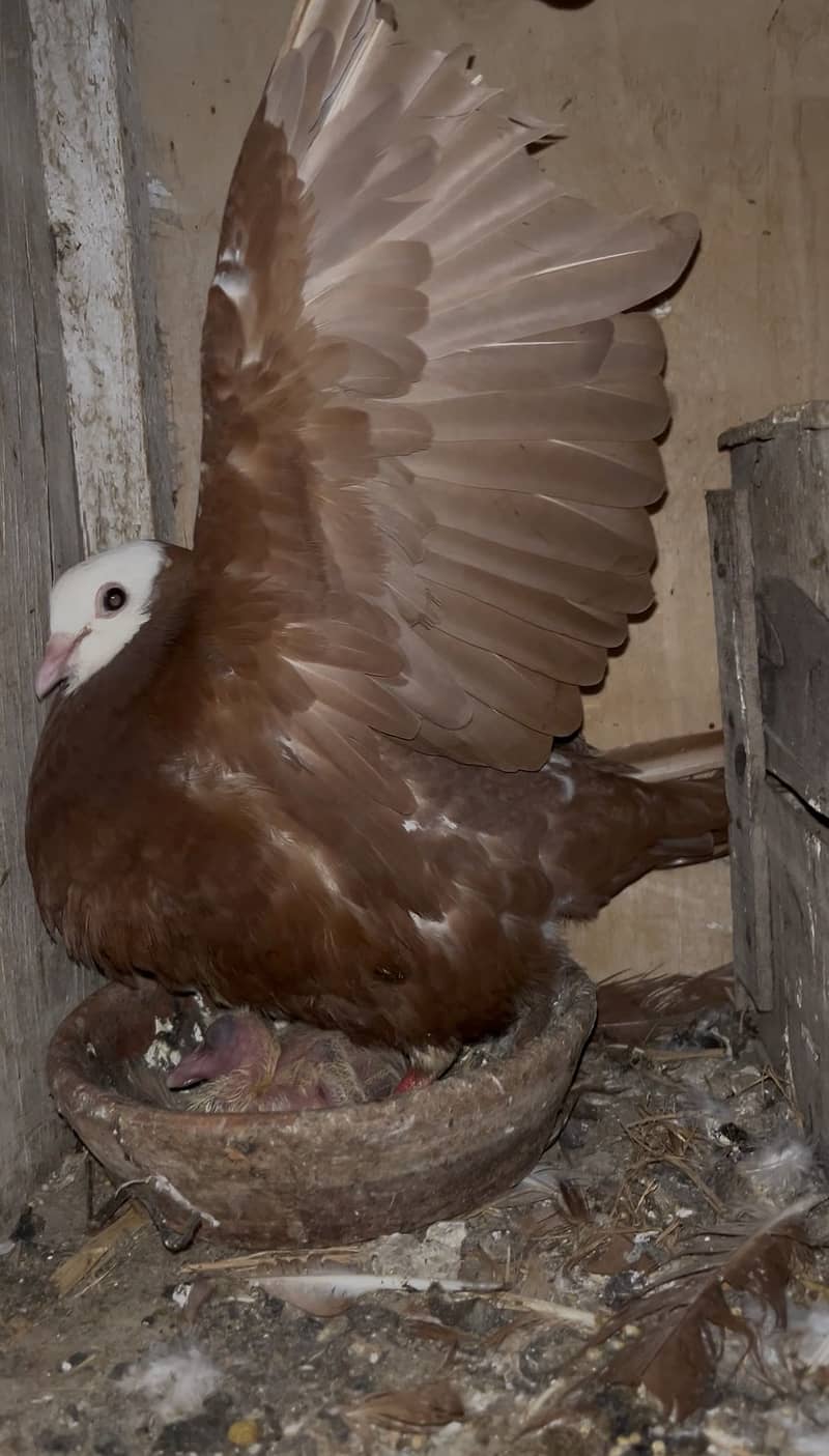 Breeder pair and patha 1