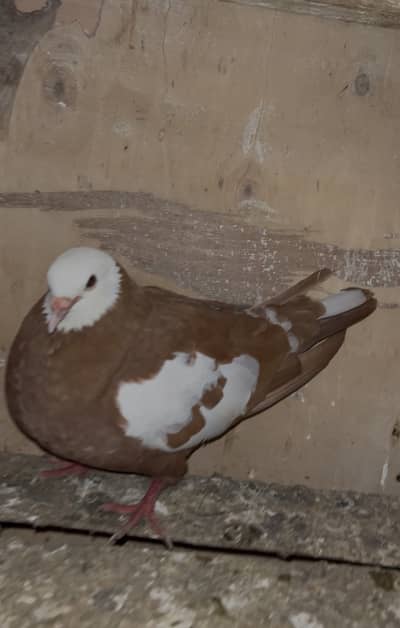Breeder pair and single female for sell