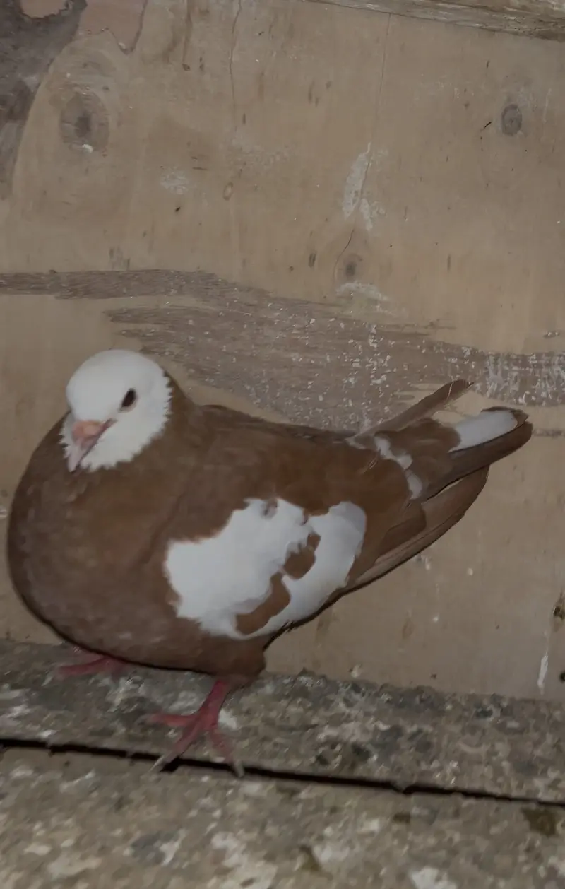 Breeder pair and single female for sell